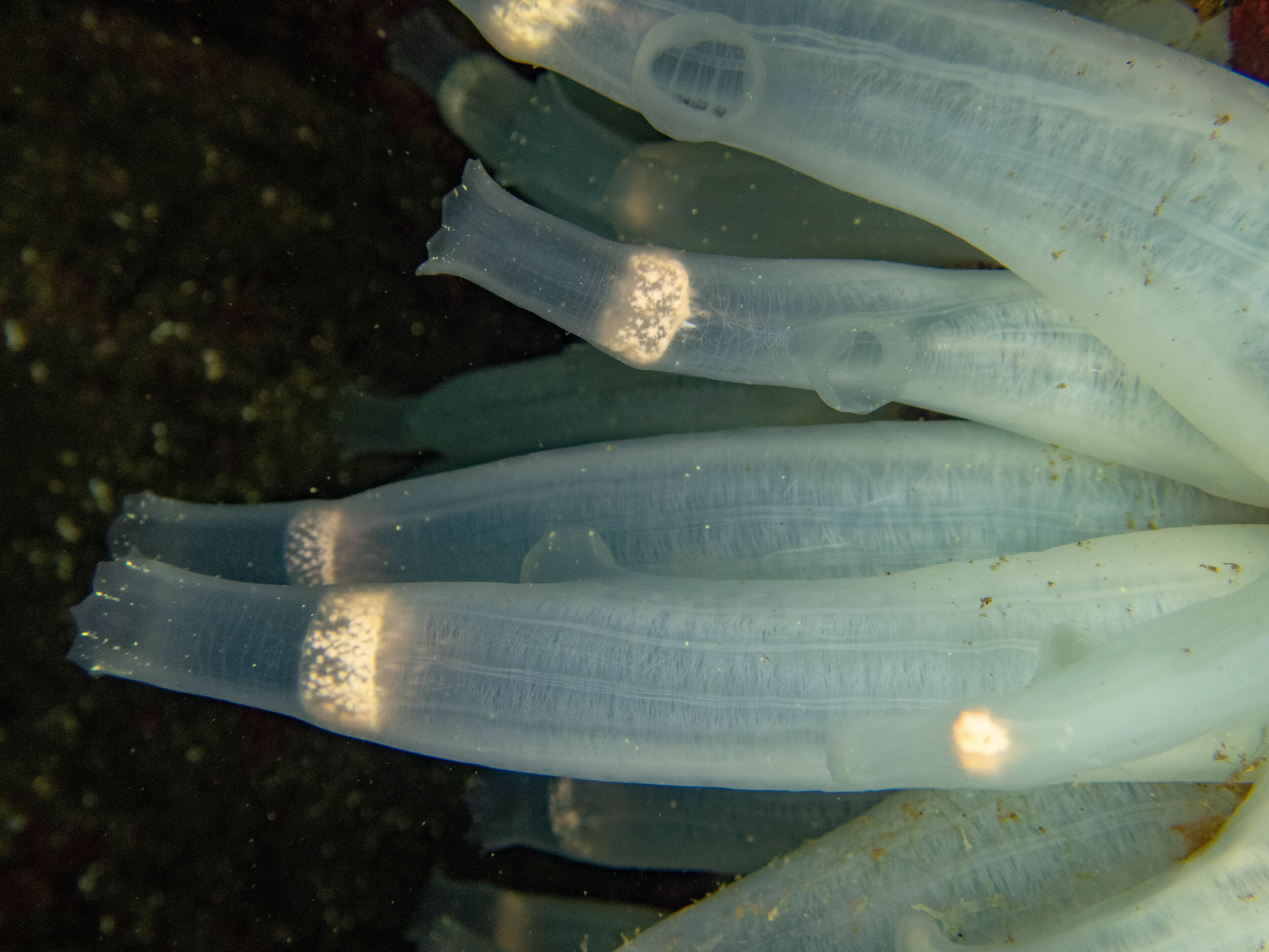 A close-up of translucent marine creatures with visible internal structures.