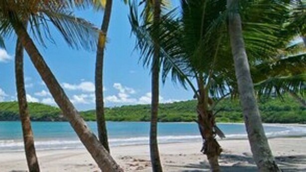Una playa con palmeras y una vista despejada del océano.