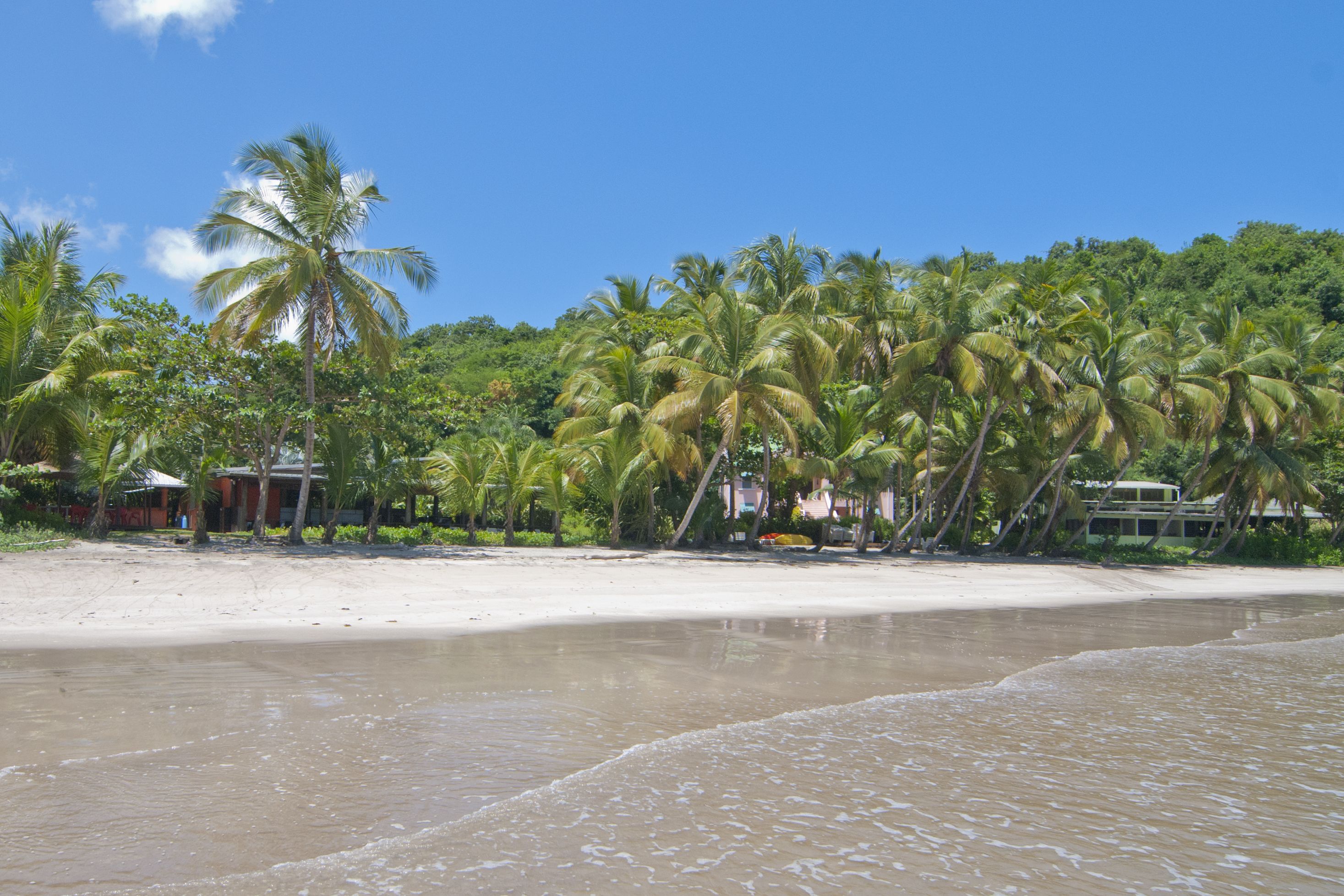 A beach with palm trees and a sandy shore.