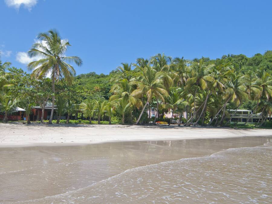 Una playa con palmeras y una orilla arenosa.