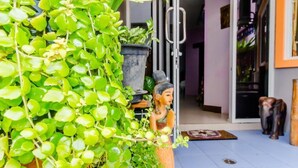 Una puerta con pared verde de plantas, una estatua y un suelo de baldosas.
