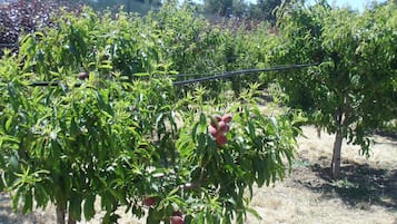 Jardín