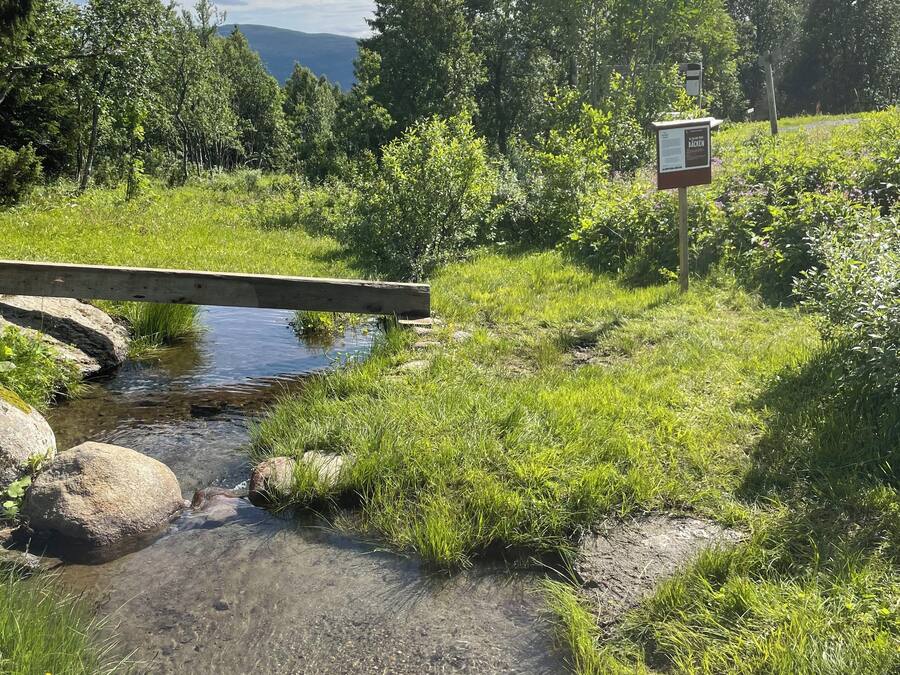 Un puente de madera cruzando un arroyo cristalino, rodeado de abundante vegetación y árboles.