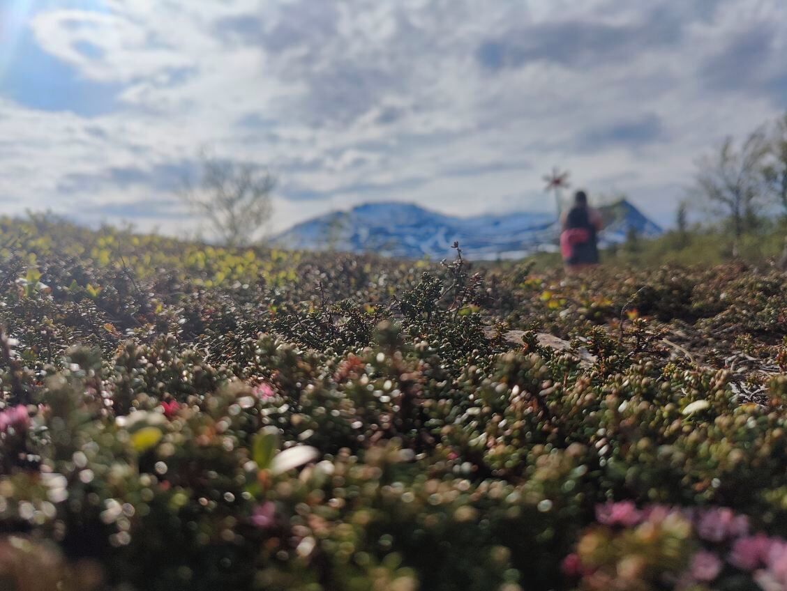 Un campo de flores con una montaña al fondo.