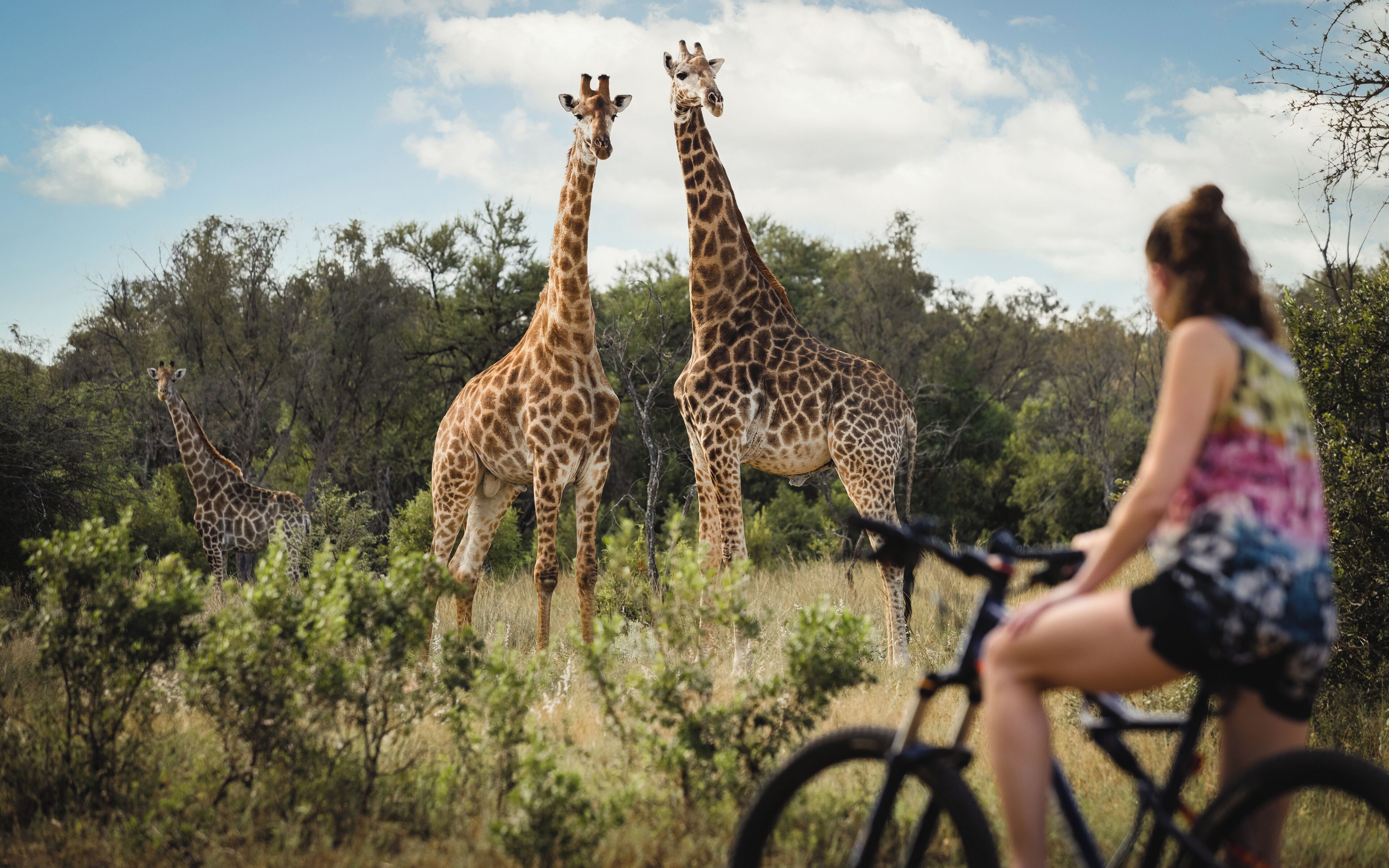 Une personne à vélo, dans un environnement naturel, avec des girafes en arrière-plan.