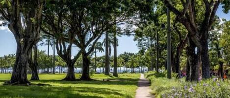 A pathway lined with large trees and a grassy area.