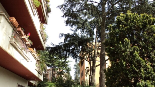 Un patio con un edificio blanco, un árbol grande y un seto bien cuidado.