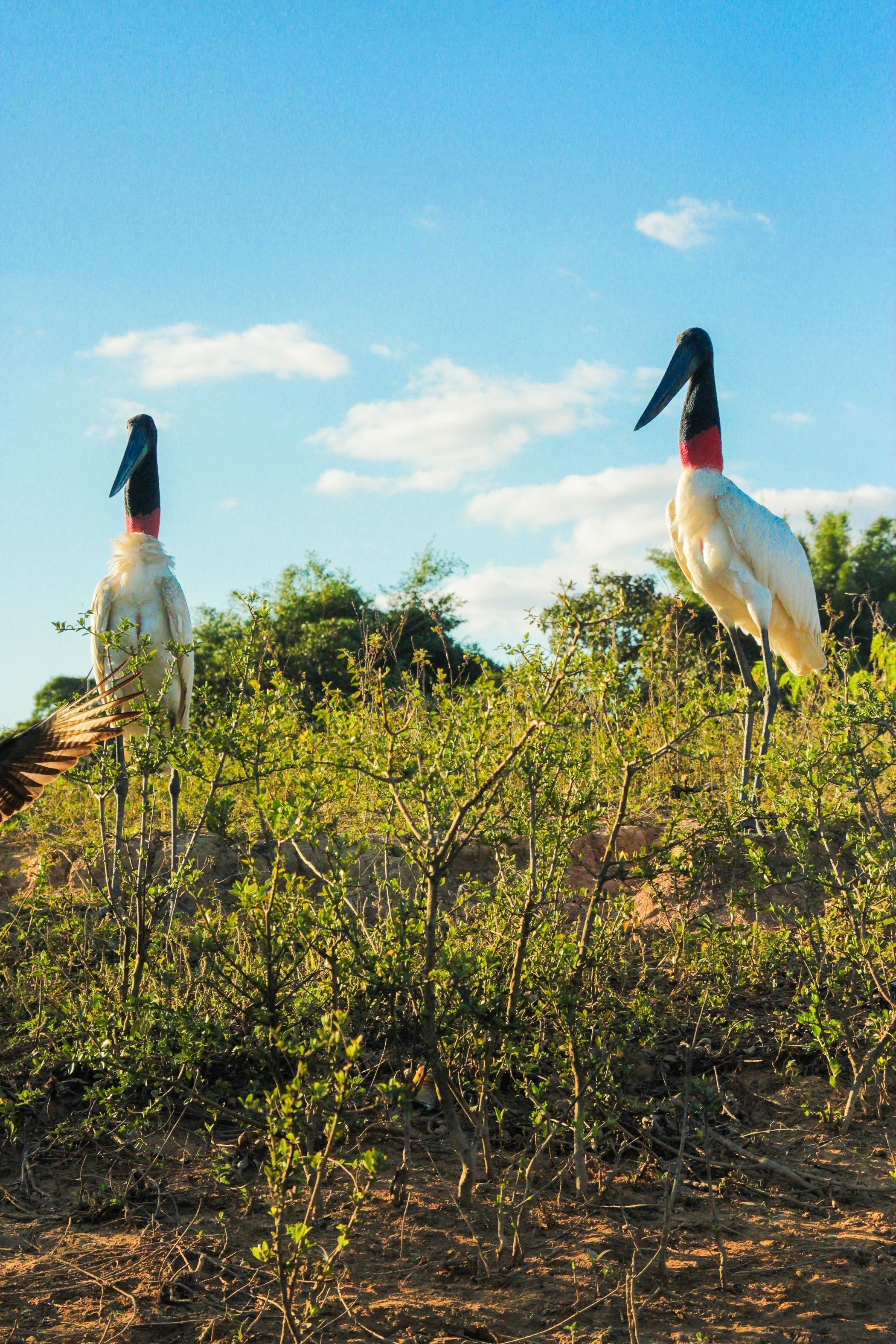Two birds standing in a natural setting with green foliage and a clear sky.