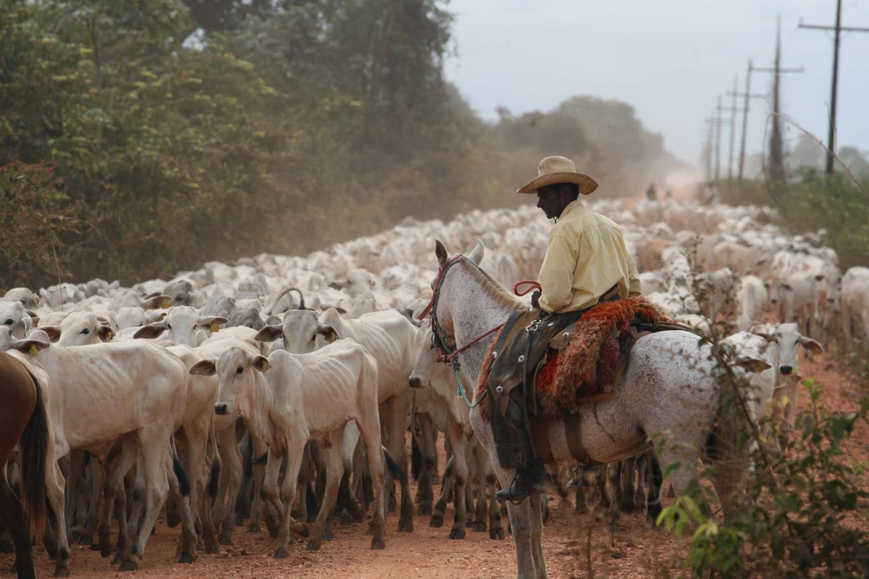 A person riding a horse, surrounded by a herd of cattle.