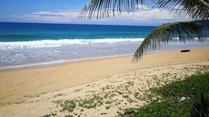 A beach with clear blue water, a sandy shore, and a palm tree. - Casa Brazil Homestay & Gallery (Karon)