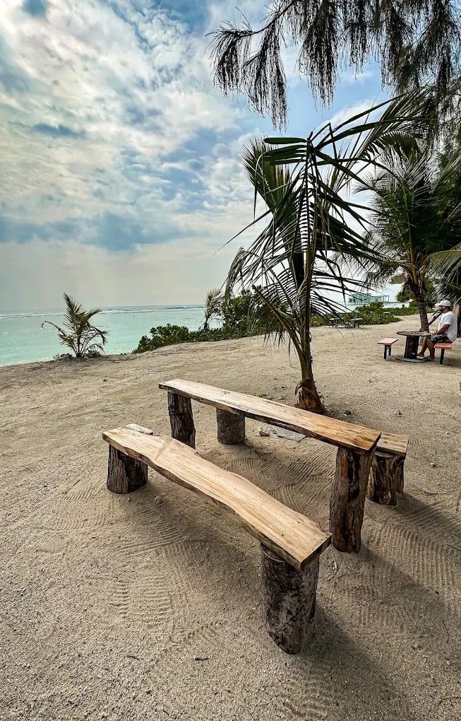 A beach with wooden benches and a palm tree.