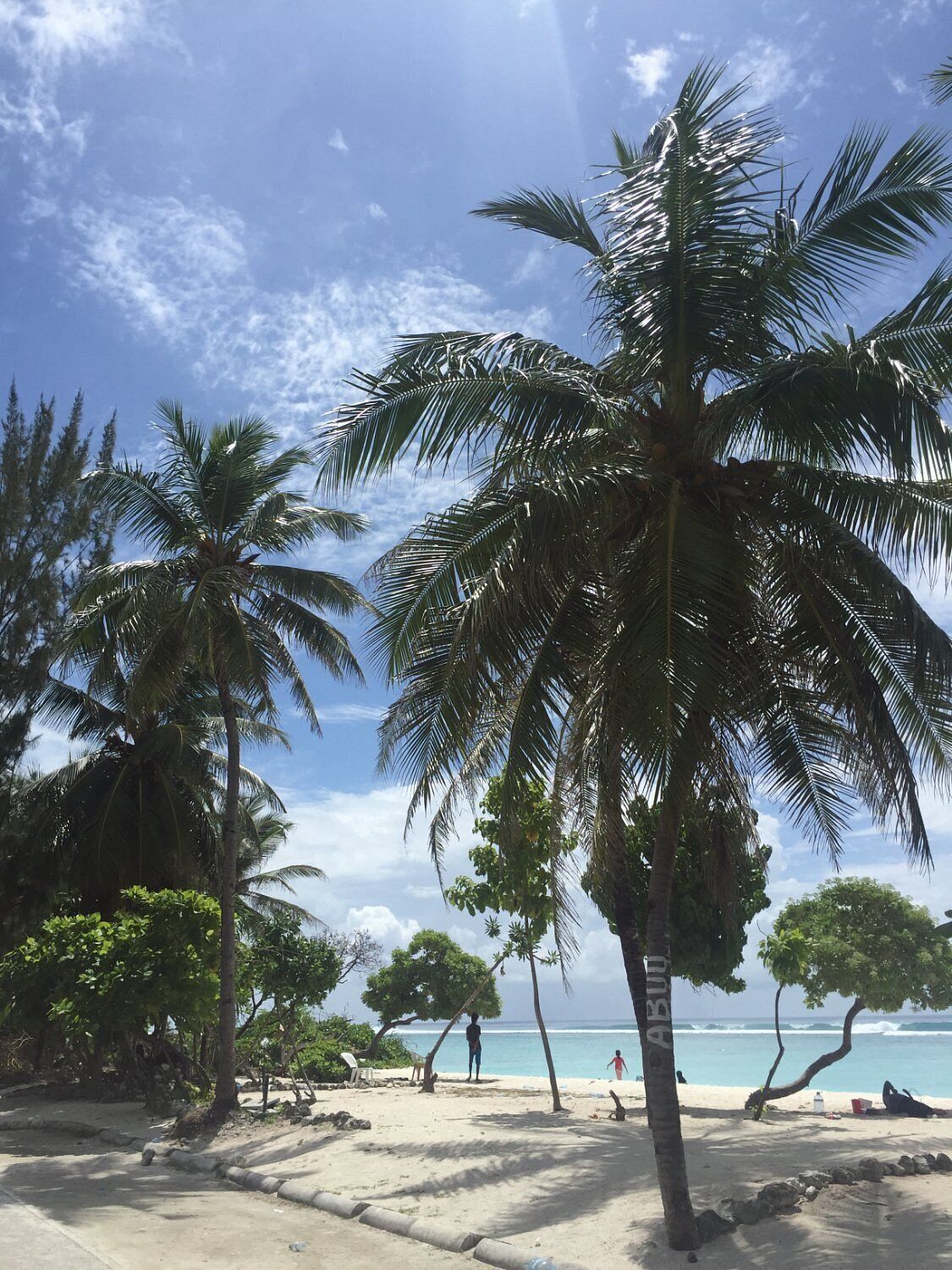 A beach with palm trees, a clear sky, and a calm sea.