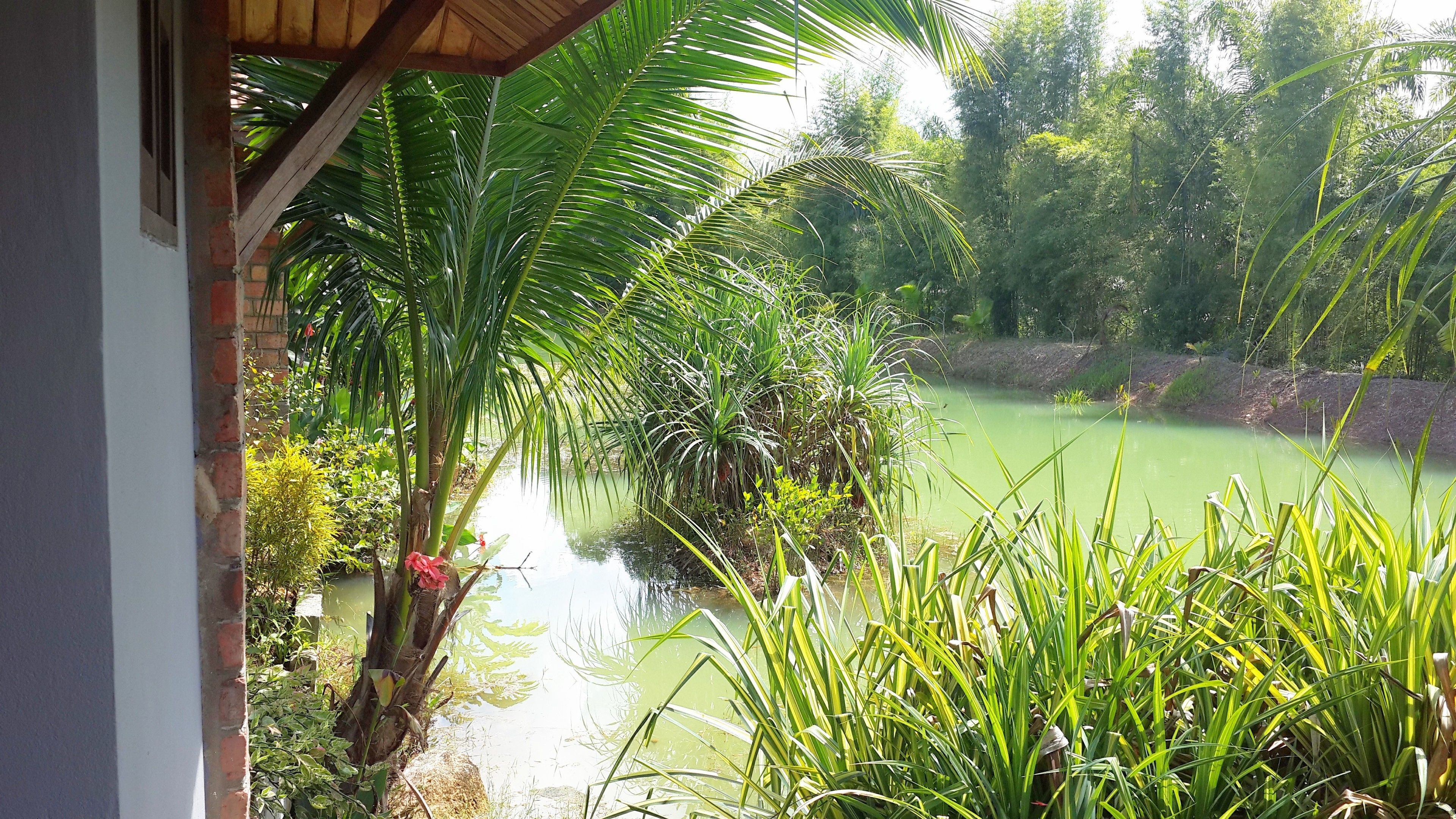 Blick auf einen Teich, umgeben von üppigem Grün und einer hölzernen Konstruktion.