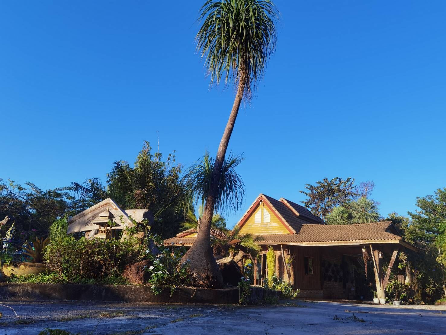A traditional wooden house with a tiled roof, surrounded by lush greenery and a tall palm tree.