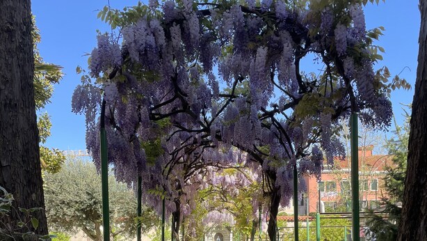 A pathway leading through a garden with purple flowering trees and a wrought iron gate. - Casa Caburlotto (Venice)