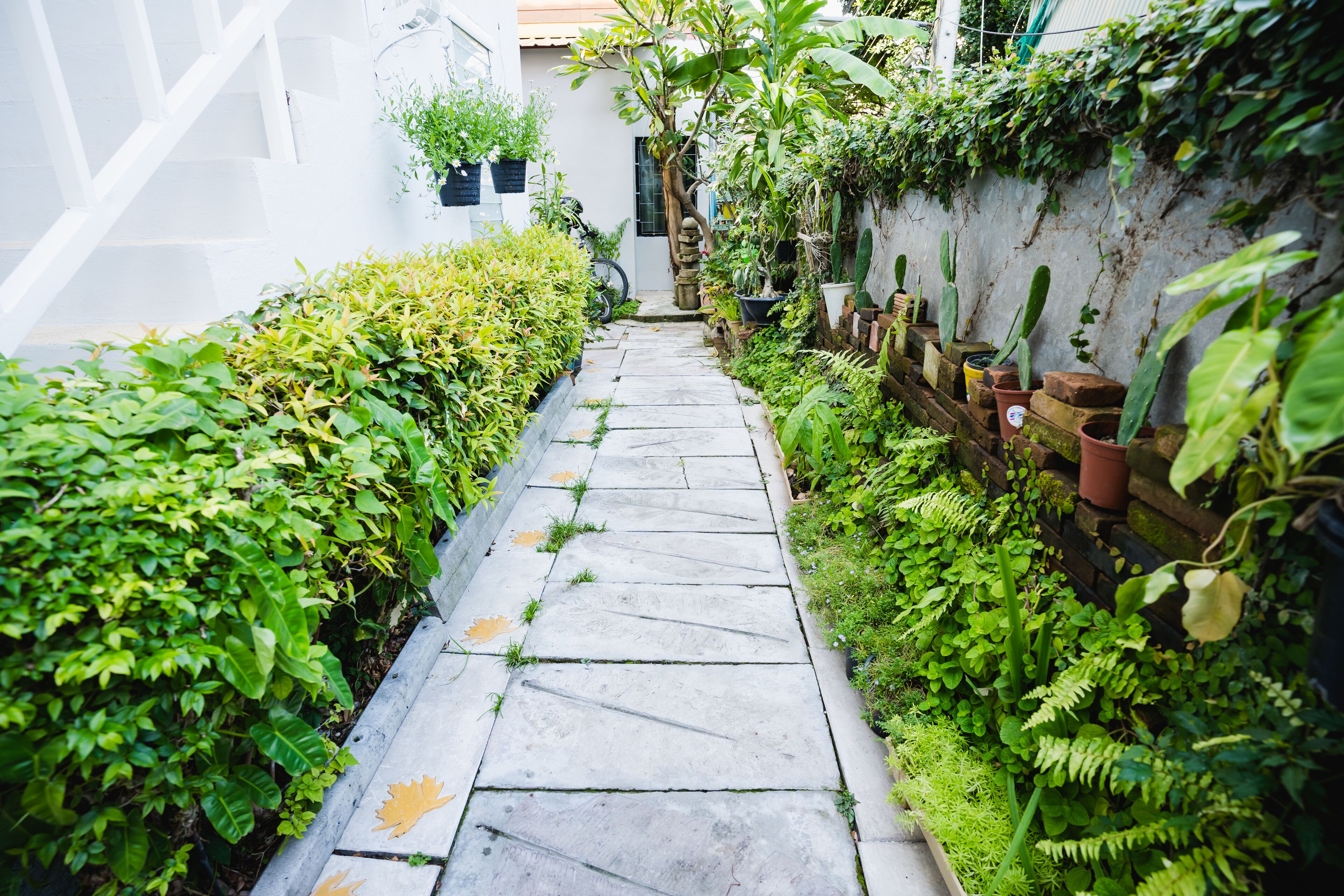 A narrow stone pathway flanked by lush greenery and potted plants, leading to a white building with a visible window.