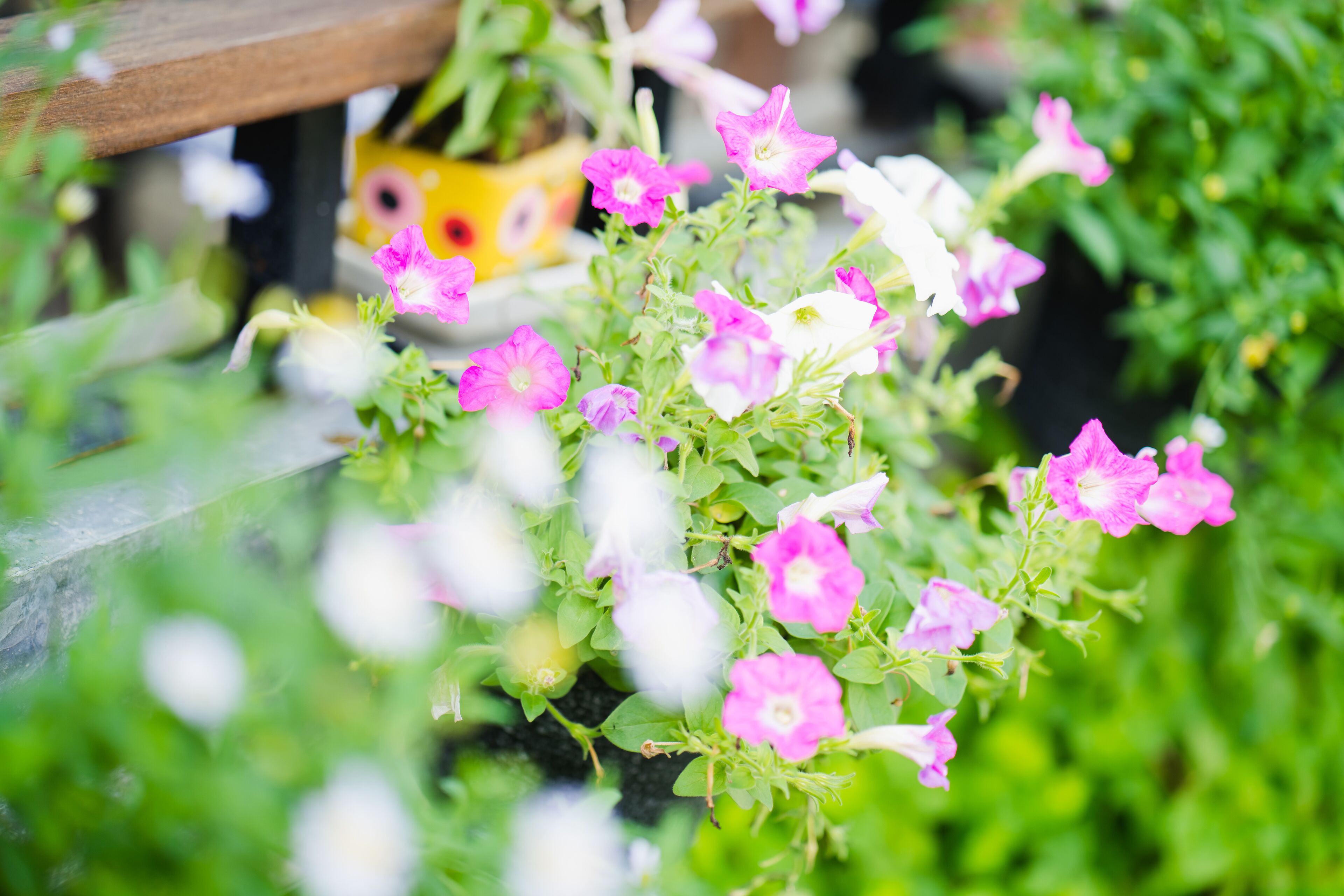 A close-up of vibrant pink and white flowers, likely petunias, in a garden setting.