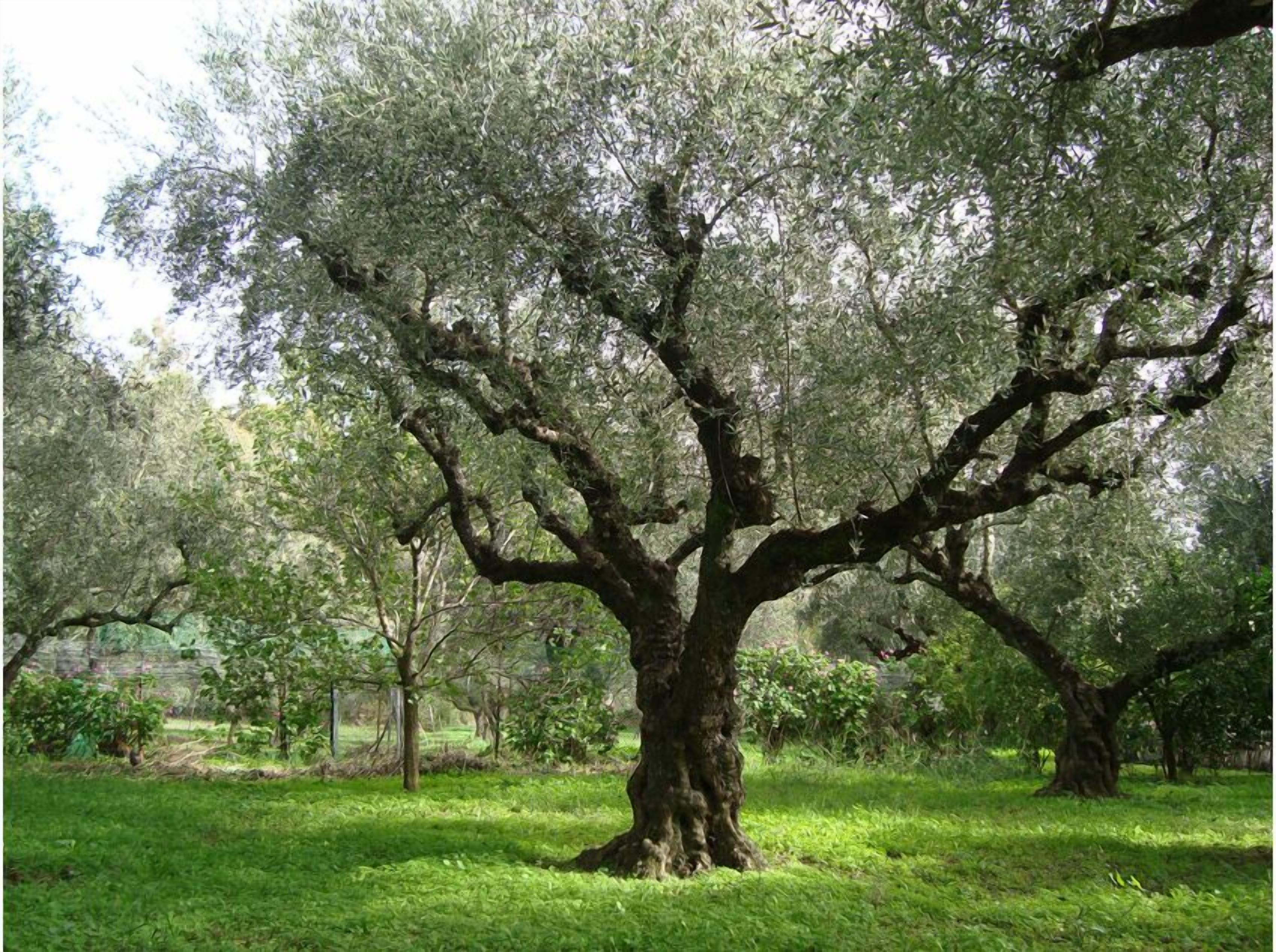 A large tree with a thick trunk and dense foliage in a grassy area.