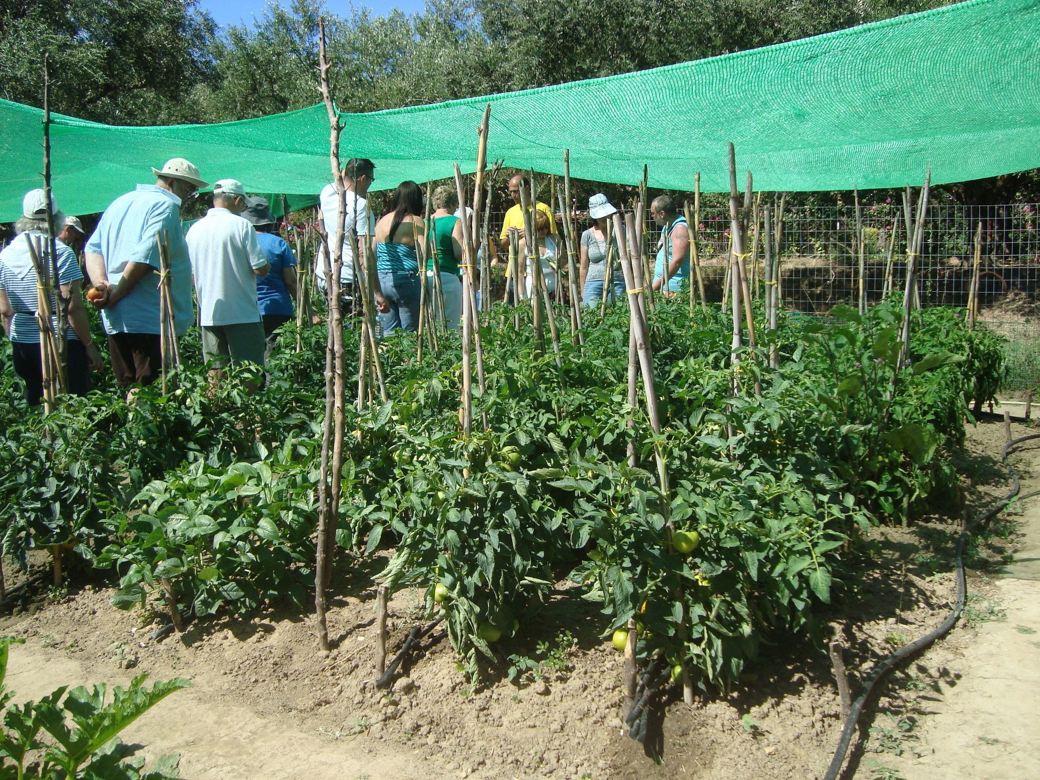 Un gruppo di persone in un giardino con piante di pomodoro sostenute da paletti di legno e una rete verde sopra.