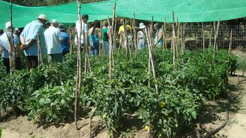 Un gruppo di persone in un giardino con piante di pomodoro sostenute da paletti di legno e una rete verde sopra.