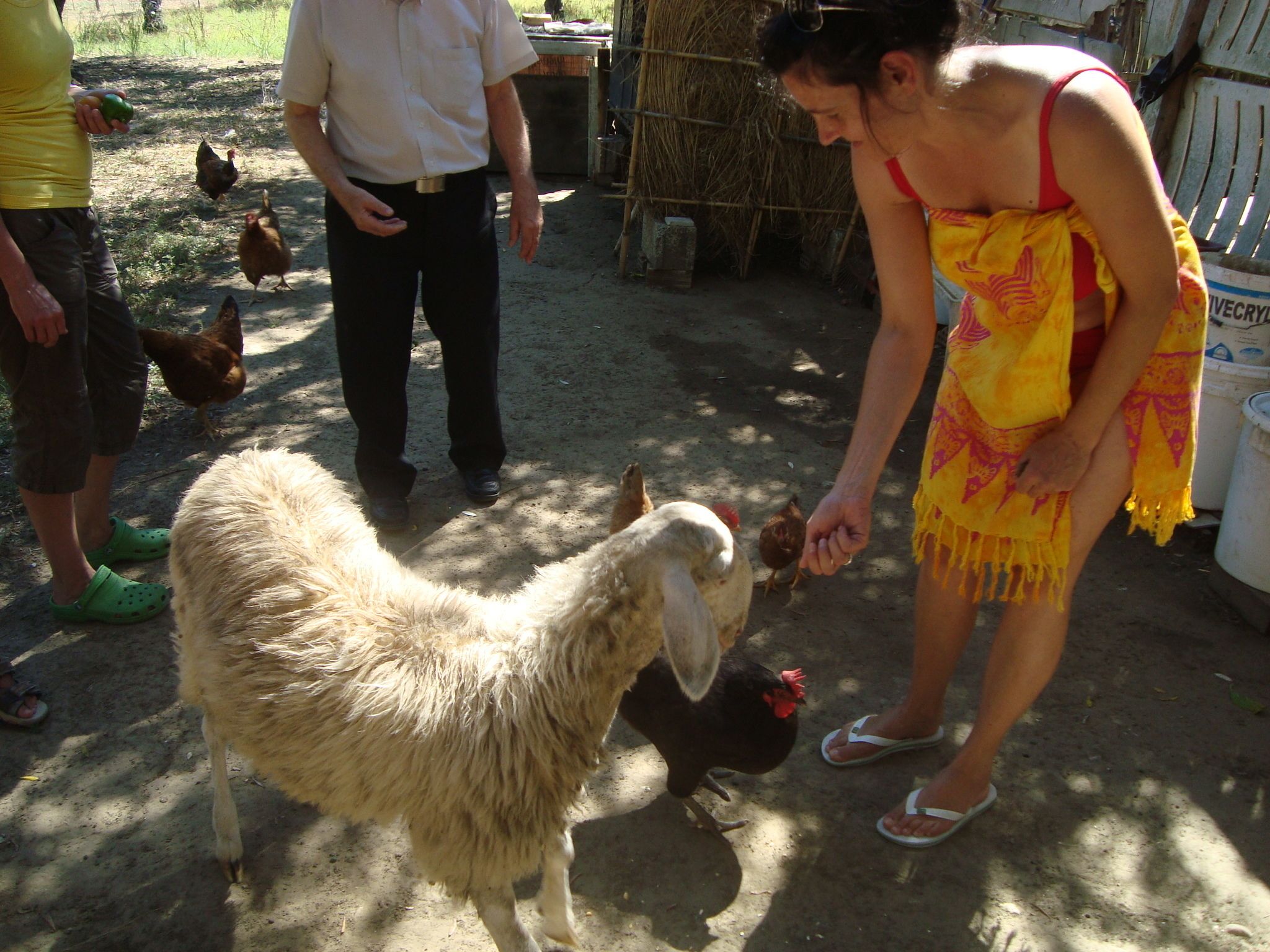 A person feeding a sheep in a rural setting with chickens and a straw bale structure in the background.