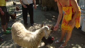 A person feeding a sheep in a rural setting with chickens and a straw bale structure in the background.