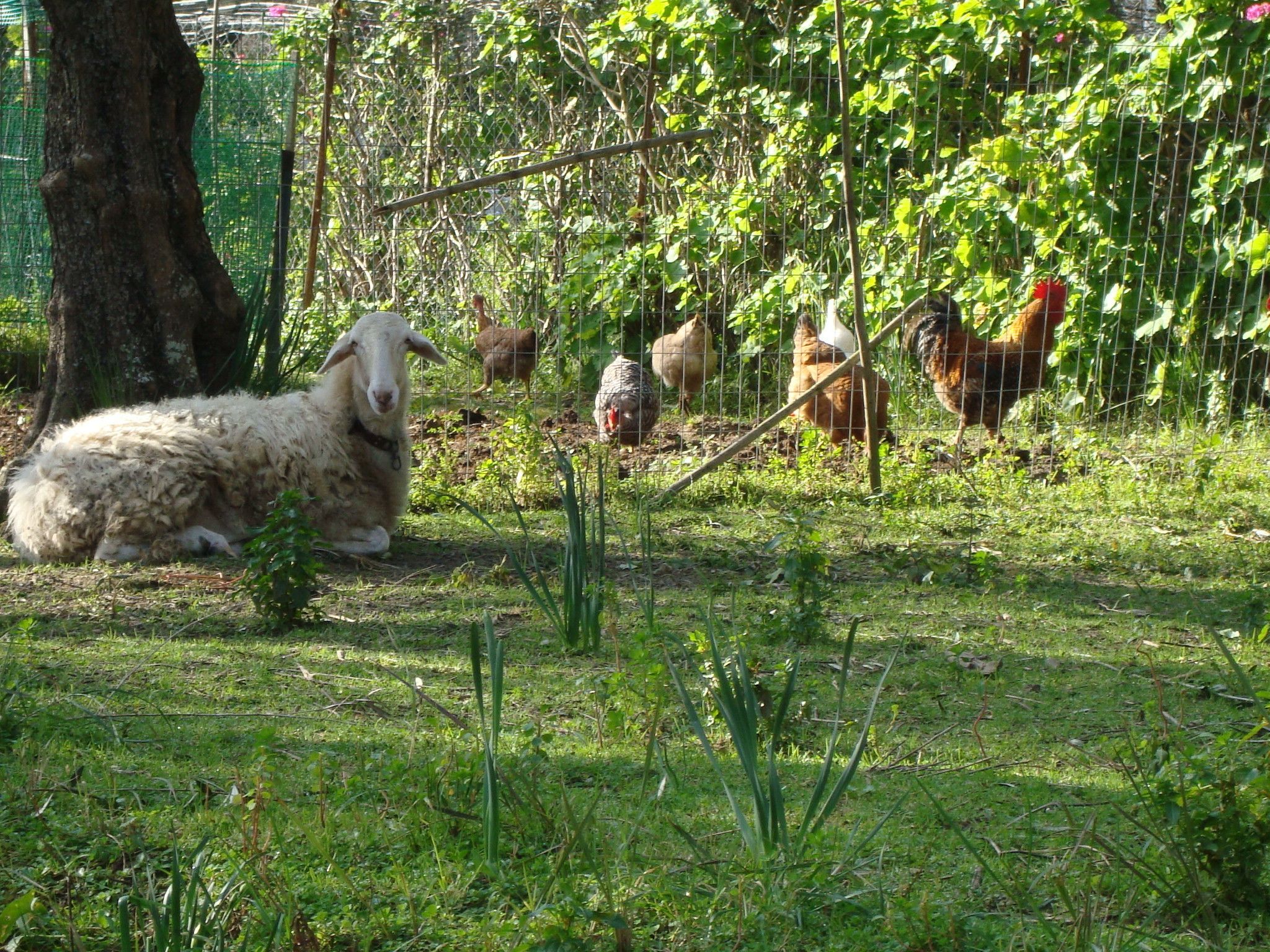 A rural farm setting with a variety of animals including a sheep, chickens, and a rooster.