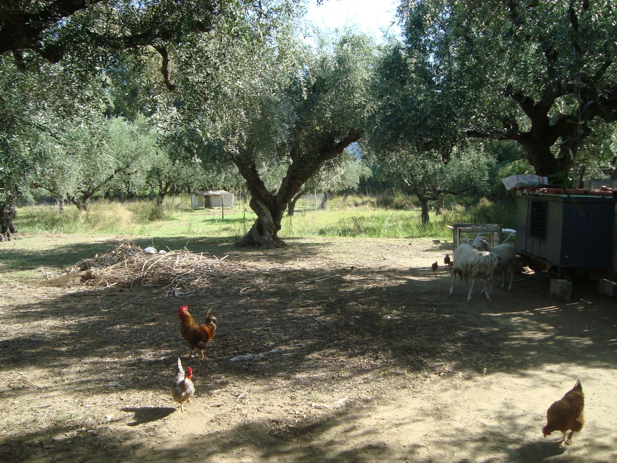 Paesaggio rurale con alberi, galline e un piccolo edificio.