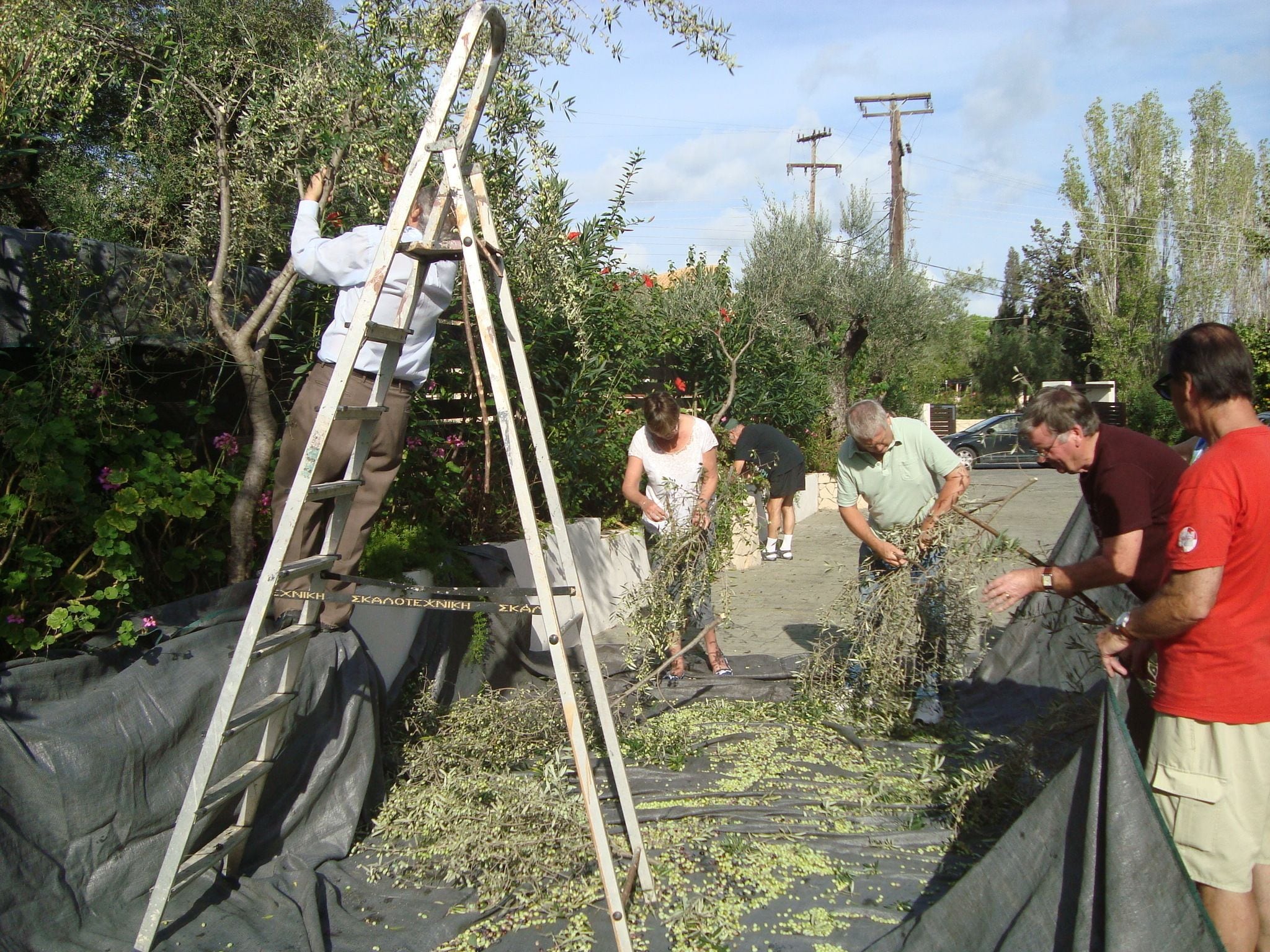 A group of people harvesting olives in an outdoor setting with a ladder and tarps.