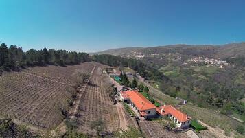 Viñedo con hileras de vides, algunos edificios con techos rojos y un pueblo distante.