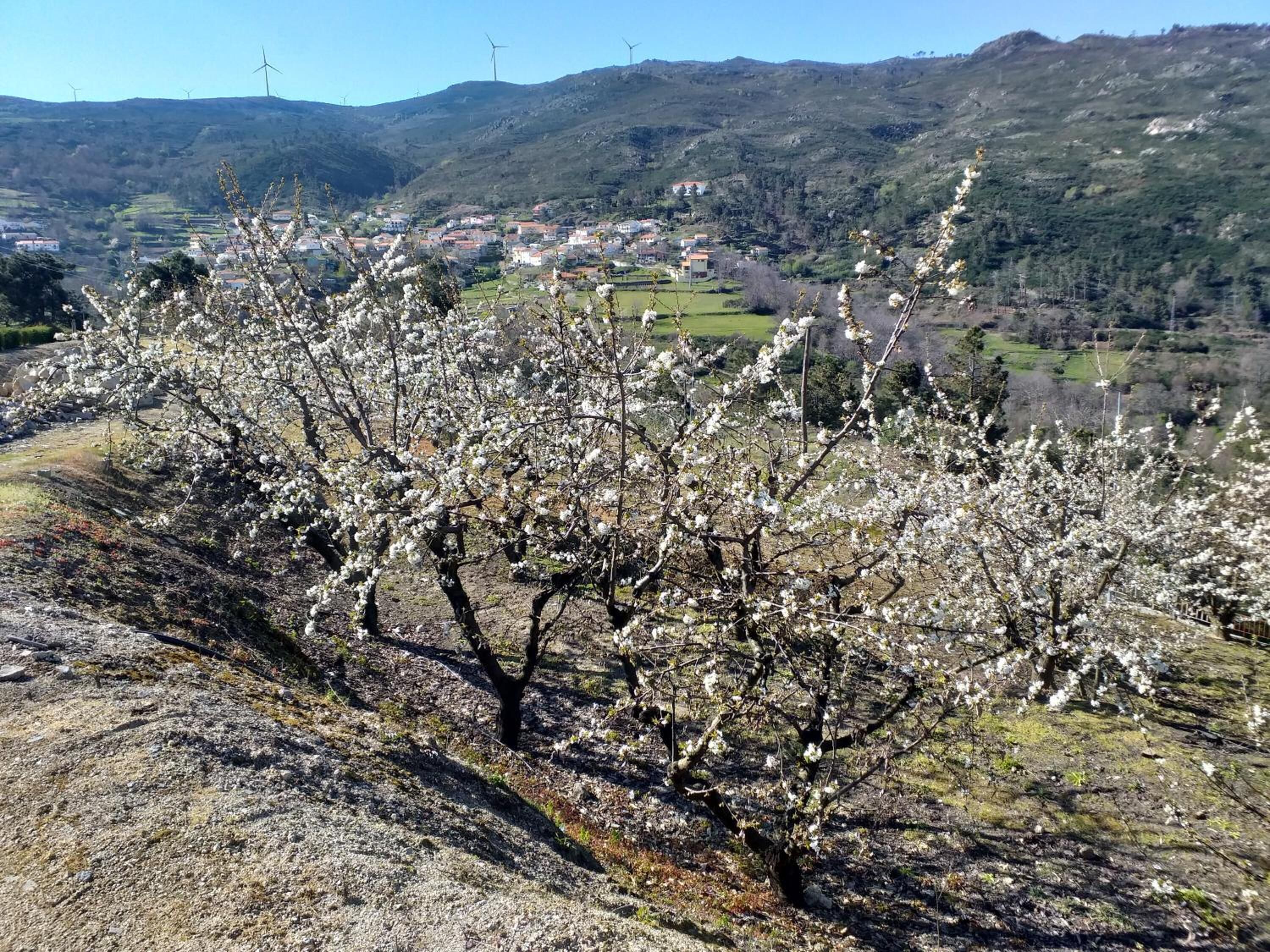 Photo - Quinta da Timpeira