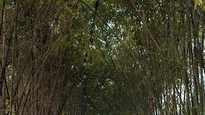 A wooden pathway flanked by tall bamboo trees, leading to a distant light source. - Nautilus Sonesta Miami Beach (Miami Beach)