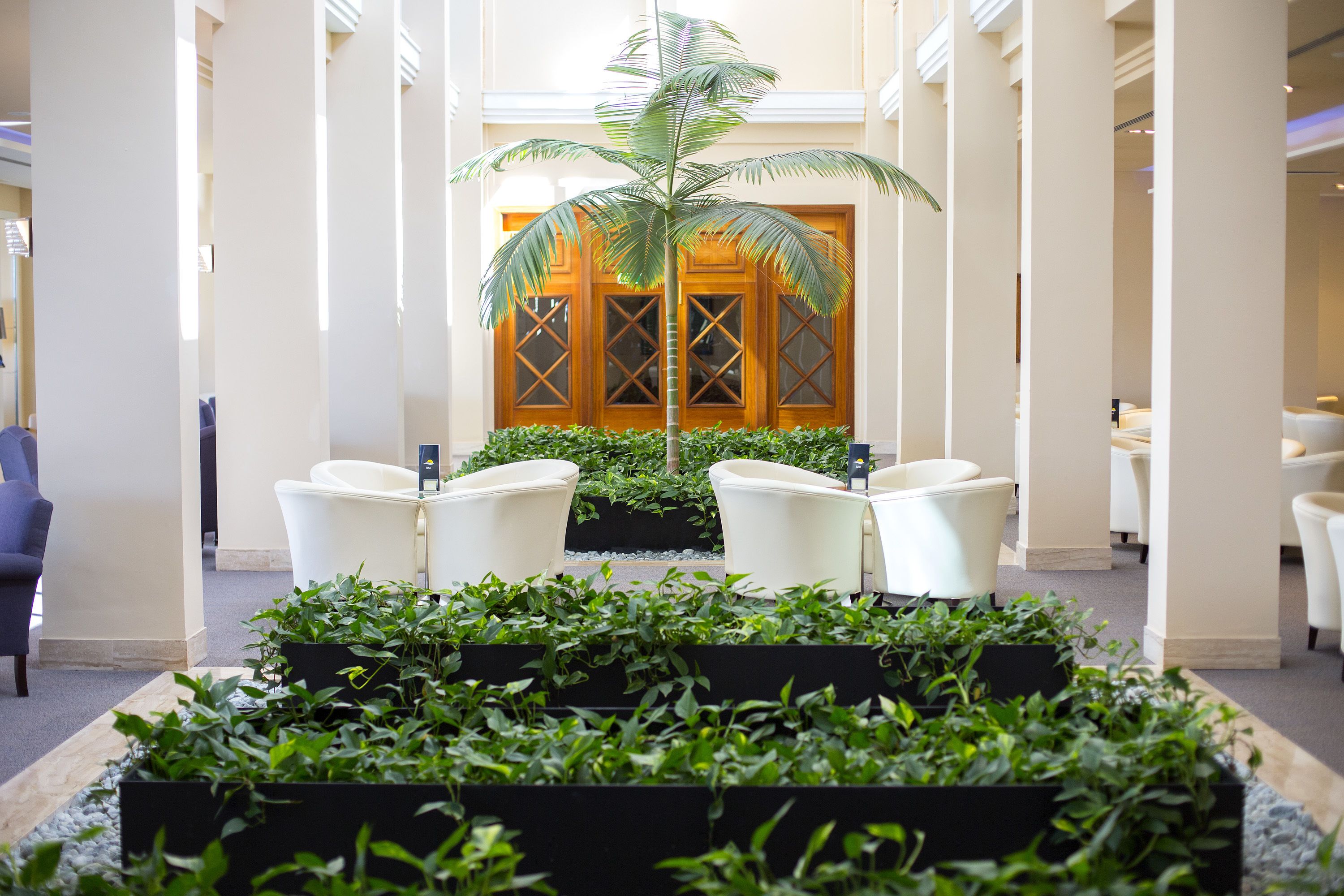 A hotel lobby with a palm tree, white chairs, and a wooden door in the background.