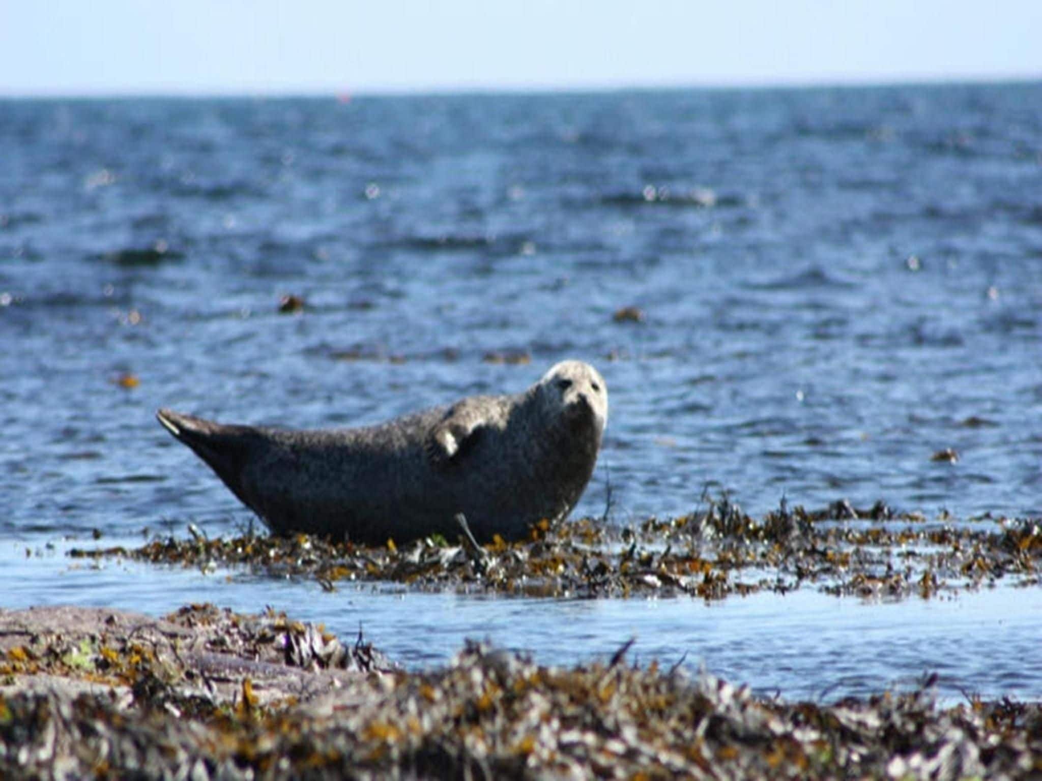 A seal on a rocky shore with water and seaweed.