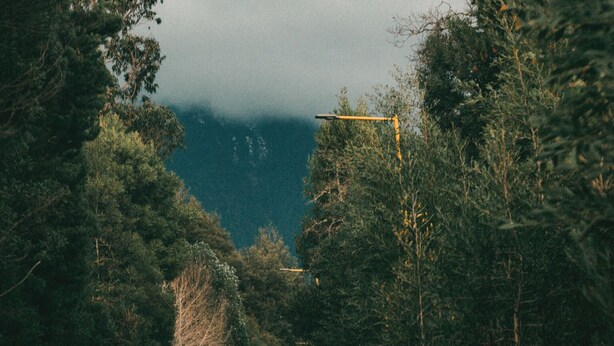 Un camino estrecho sin pavimentar rodeado de un bosque denso.