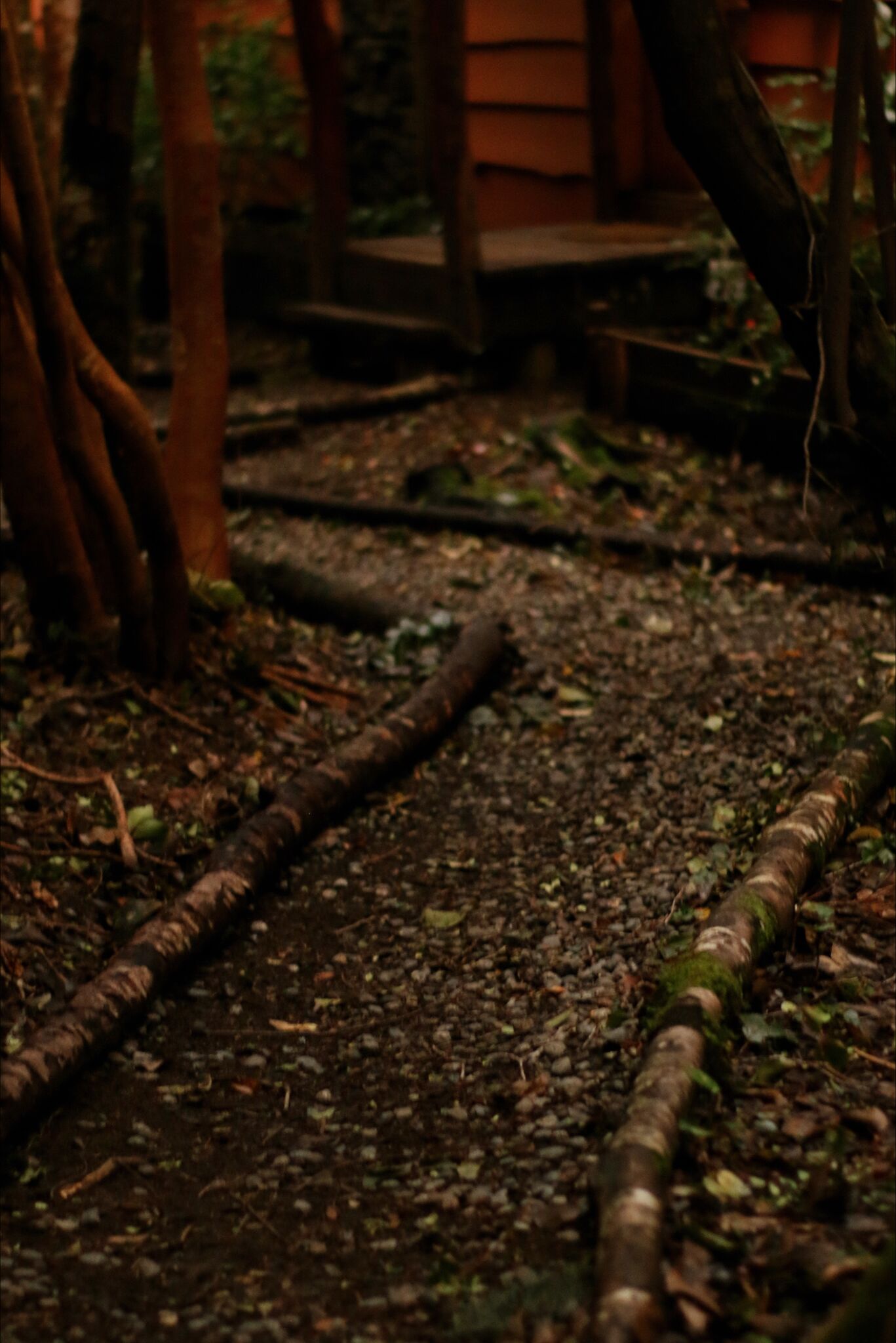 A forest path with tree roots and a wooden bench.
