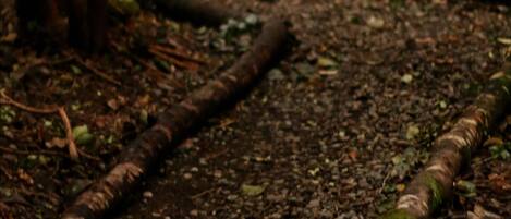A forest path with tree roots and a wooden bench.
