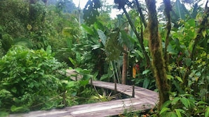 Uma ponte de madeira em uma área florestal exuberante e verdejante.