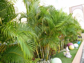 A lush garden with palm trees and decorative elements like a white unicorn statue and colorful balls.