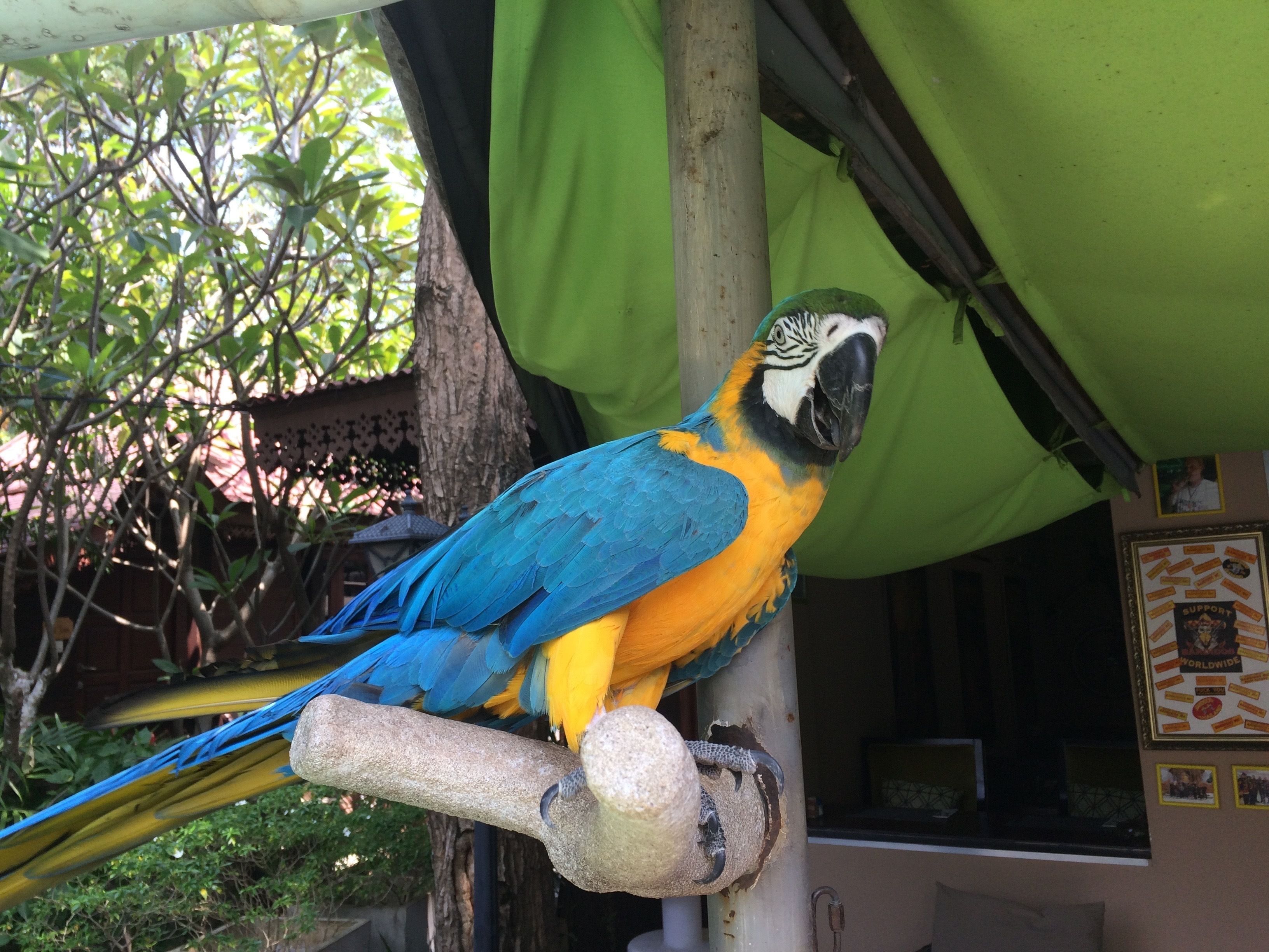 A parrot perched on a branch.