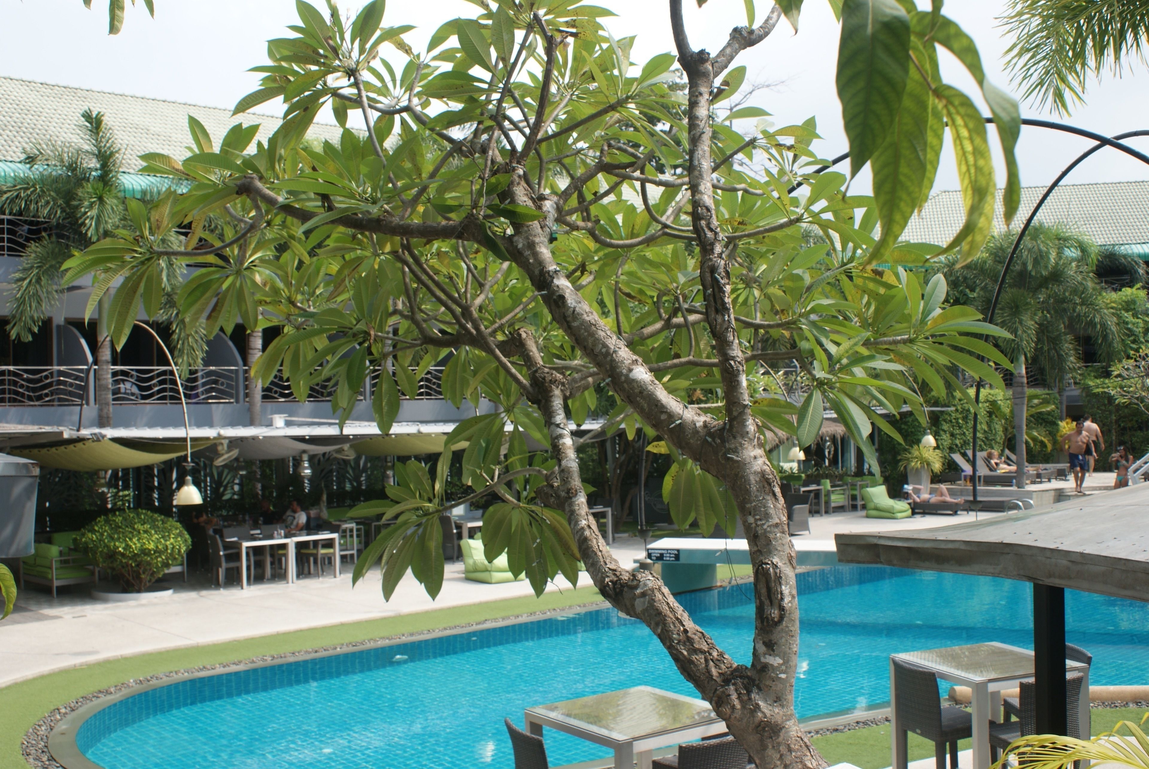 Un espace piscine avec une piscine à l’eau d’un bleu limpide, entourée de chaises longues et de tables, et un bâtiment avec un patio couvert en arrière-plan.