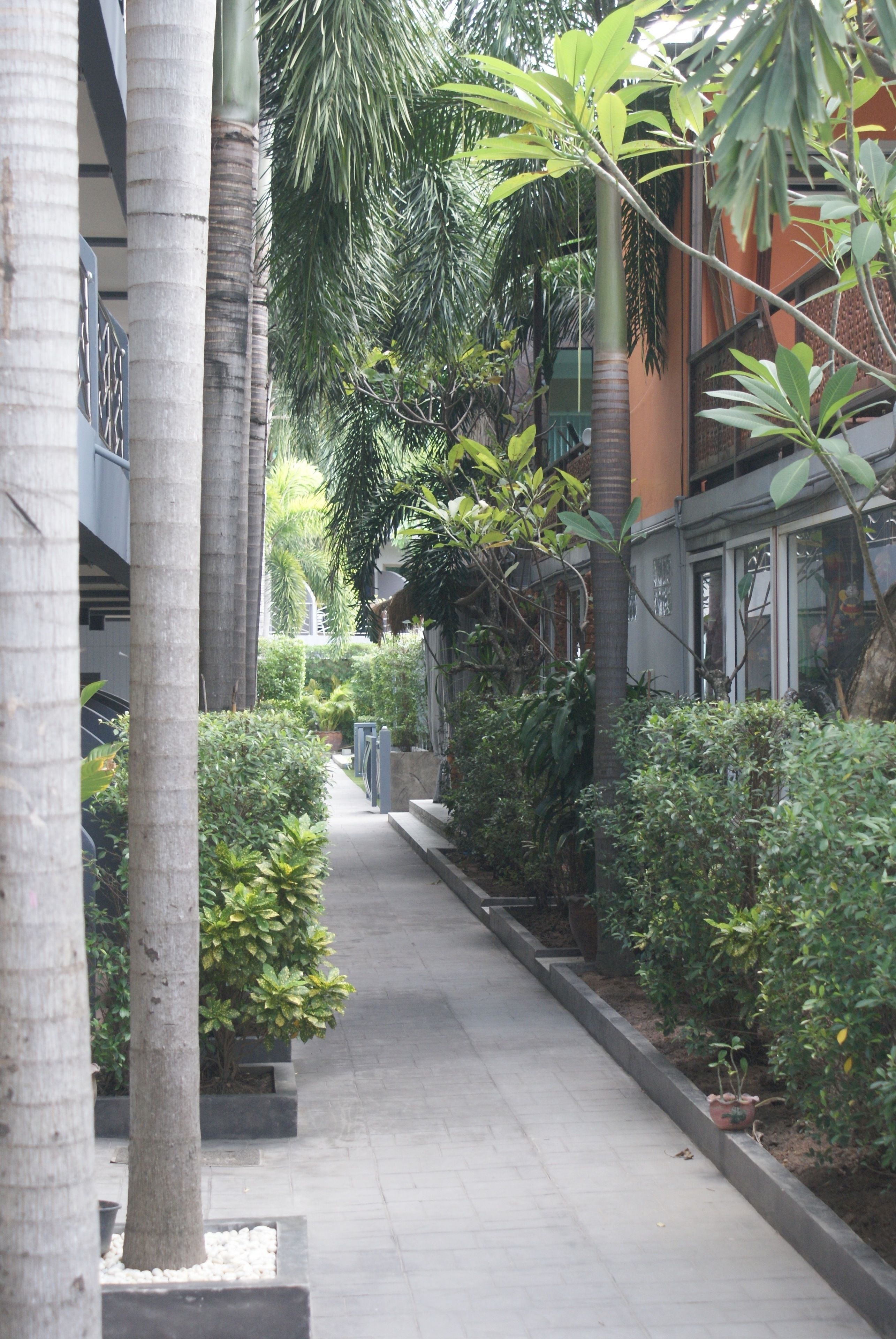 A pathway flanked by palm trees and various plants, leading to a building with a modern design.