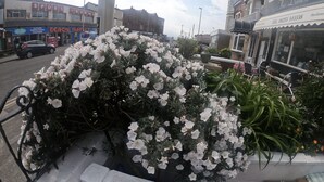 Vista de la calle con un jardín de flores, un bar deportivo y un edificio con un letrero que dice "The Danescourt".