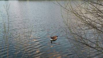 A duck swimming in a calm body of water surrounded by reeds and branches.
