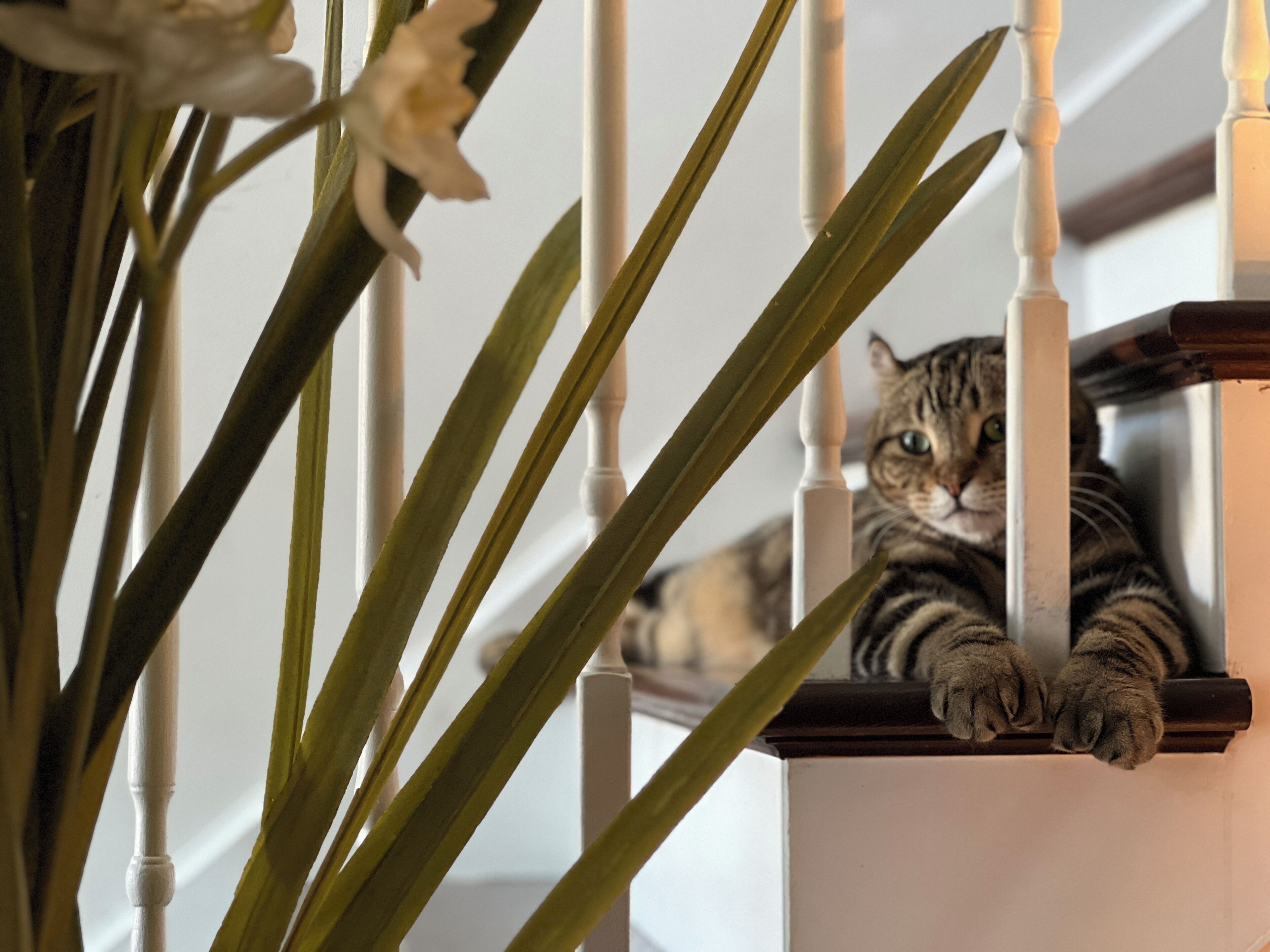 A cat resting on a wooden chair with a white background.