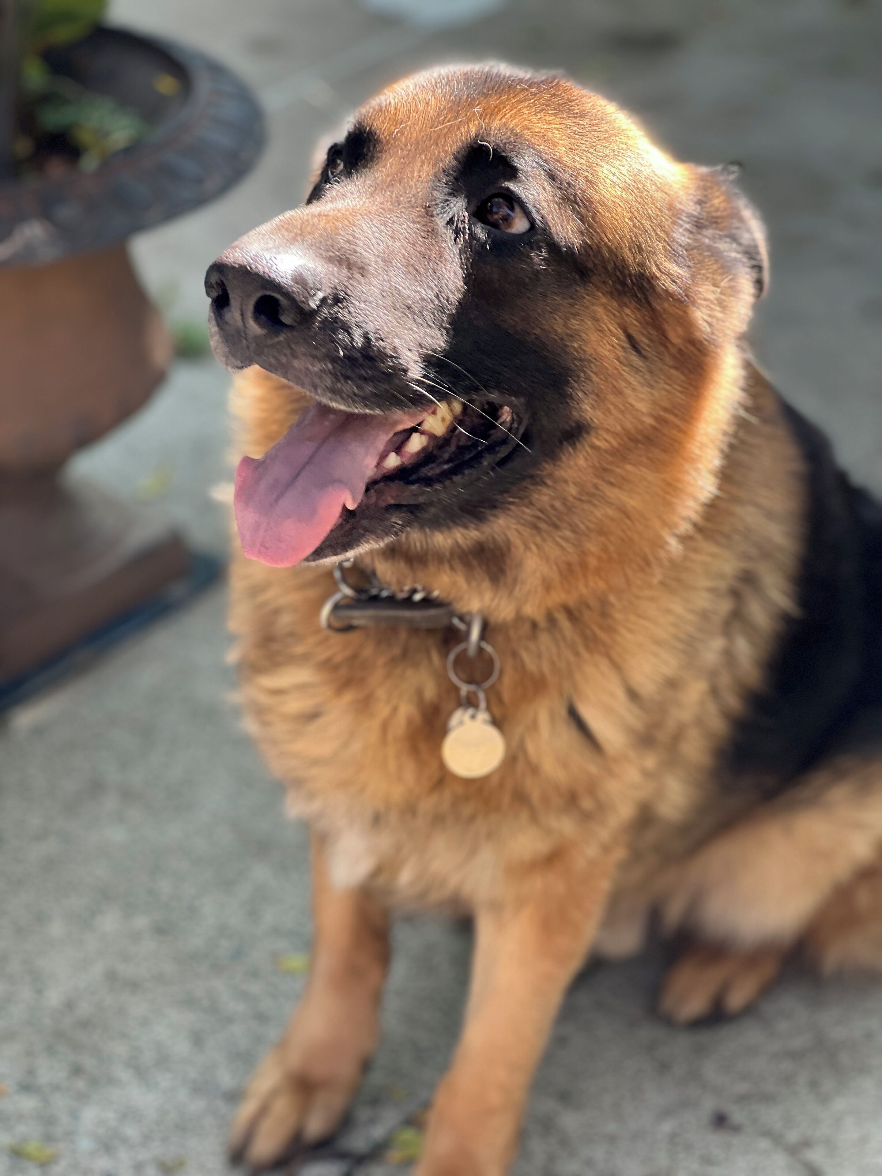 A dog with a black and tan coat, sitting on a concrete surface with a blurred background.