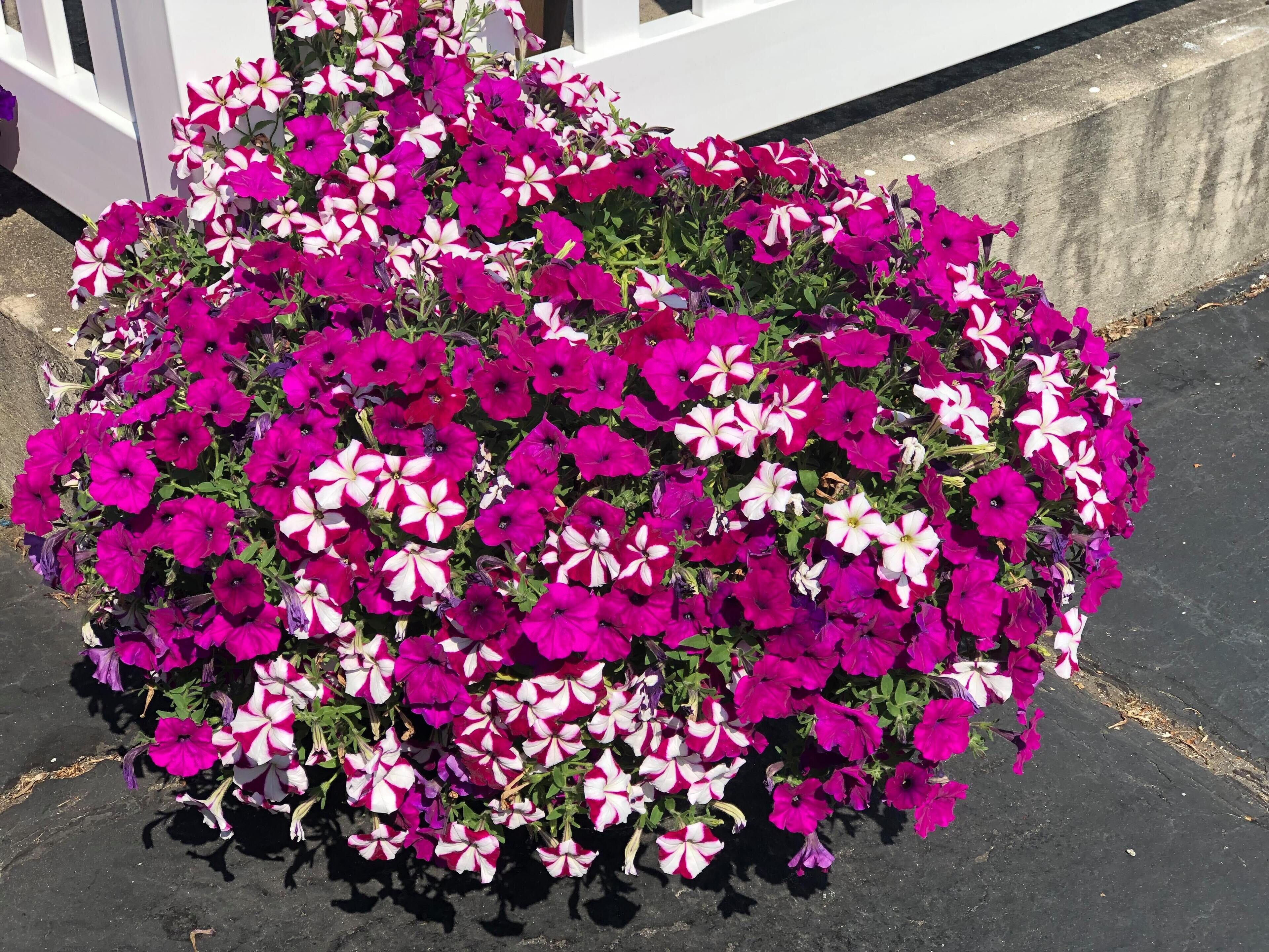 Un'abbondante cespitera di fiori rosa e bianchi vivaci, probabilmente petunie, in un giardino.