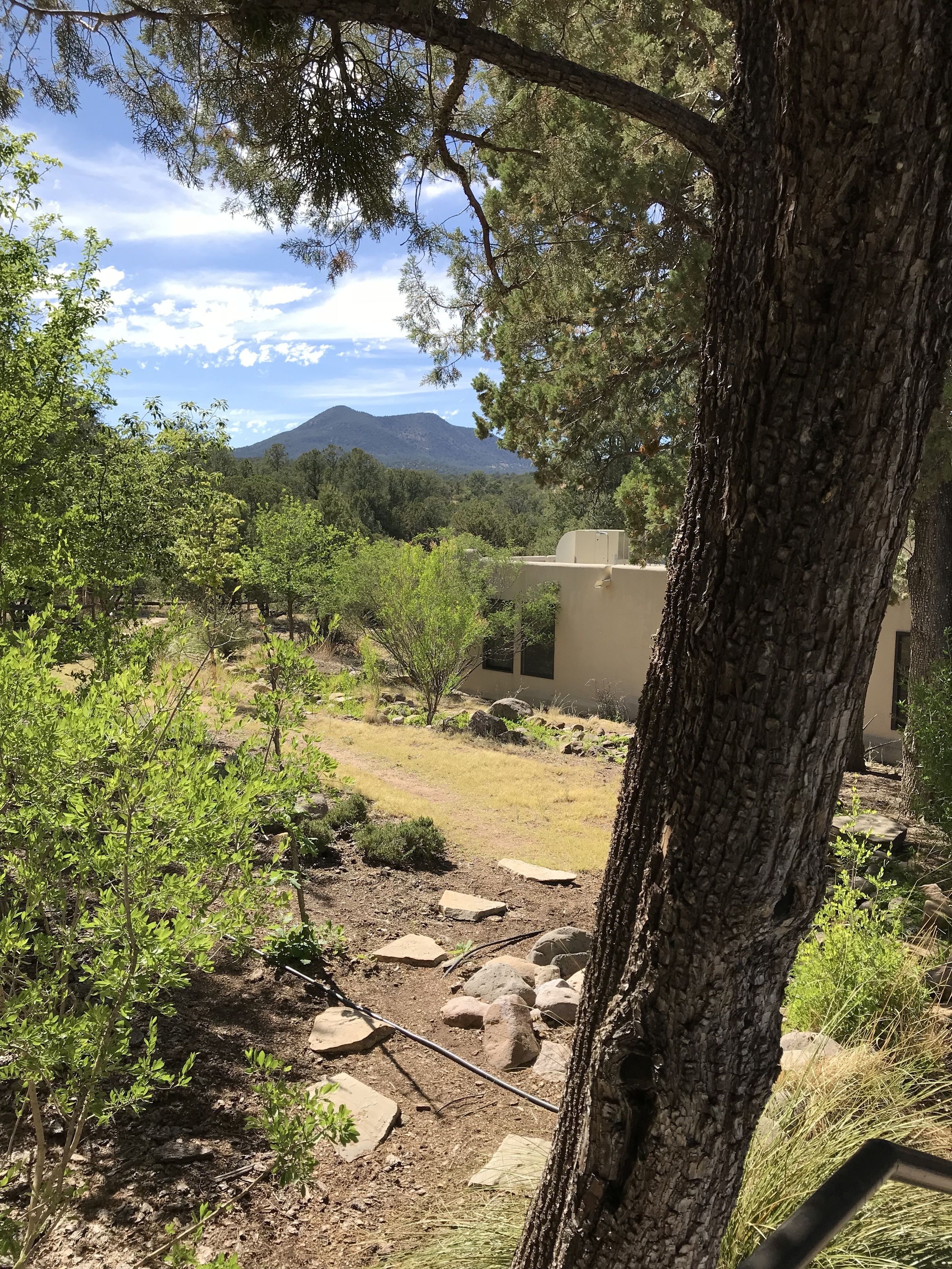 A garden with a stone pathway, trees, and a mountain in the background.