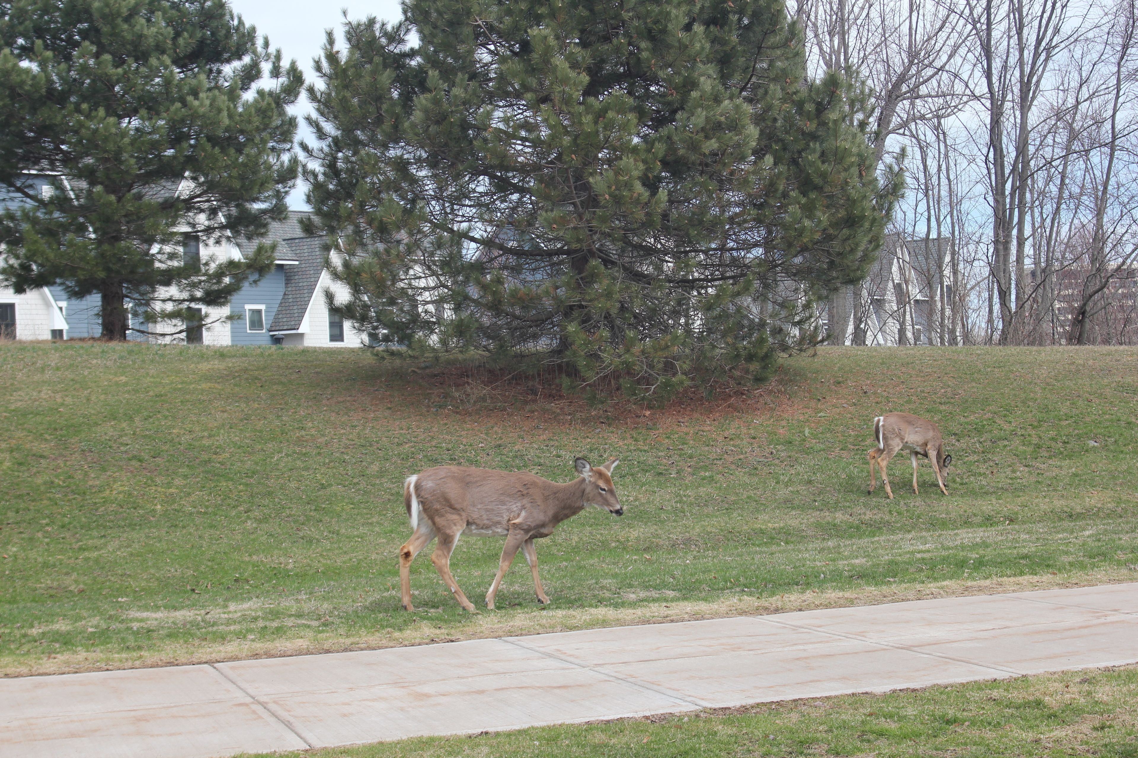 Foto - Evergreen Motel