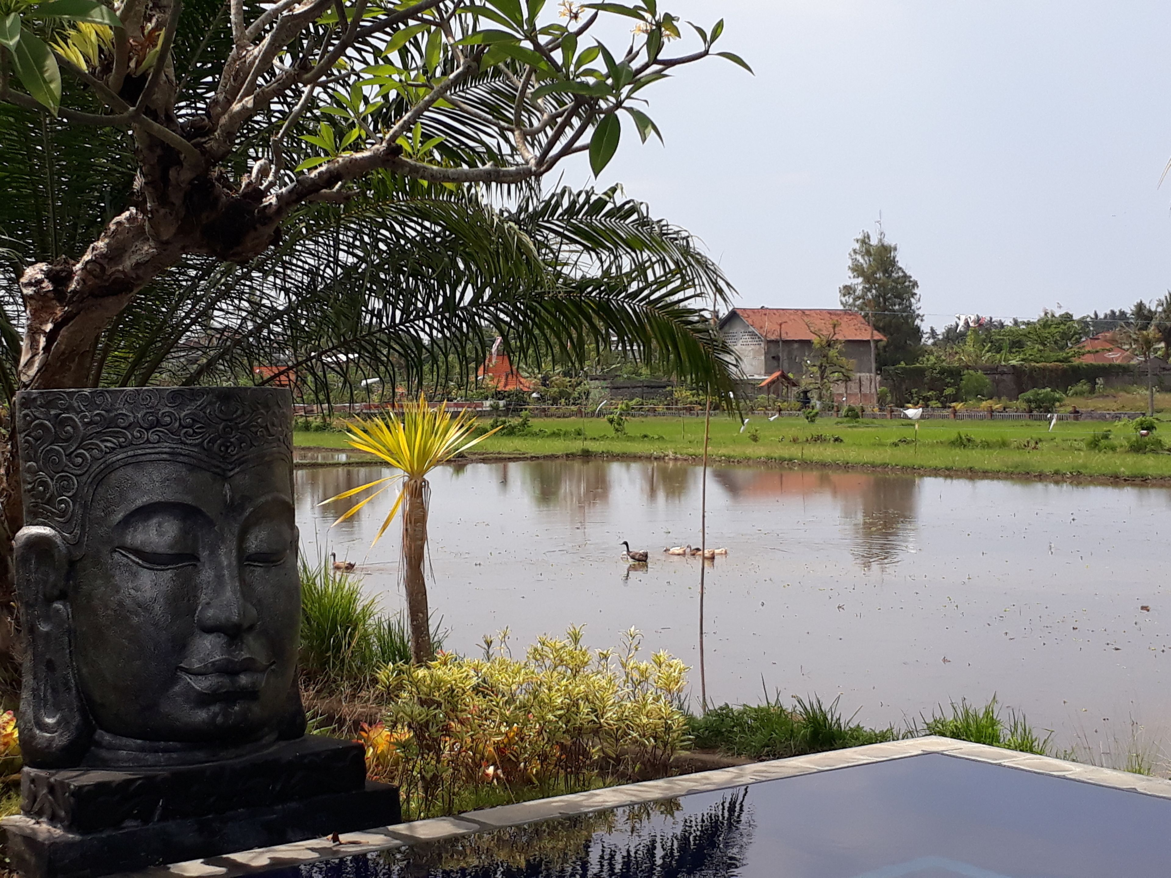 A serene pond with ducks, surrounded by lush greenery and a decorative stone sculpture.